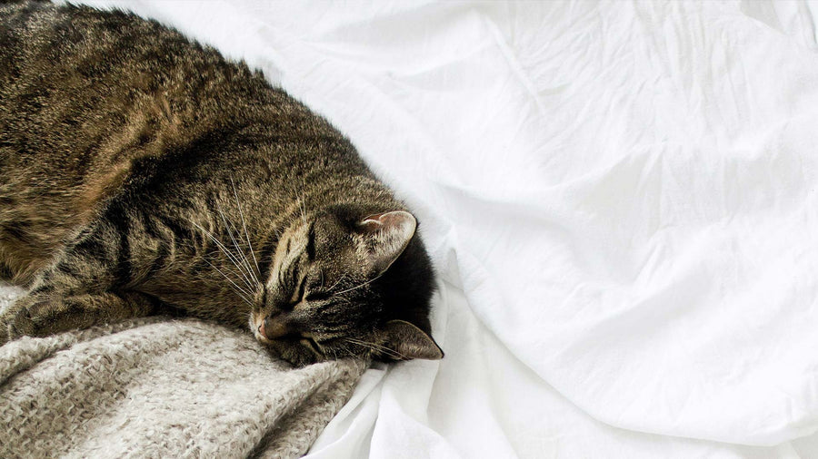 A Guide to Sleeping with Your Pet